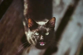 Why Is My Cat Suddenly Aggressive?