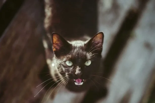 Why Is My Cat Suddenly Aggressive?