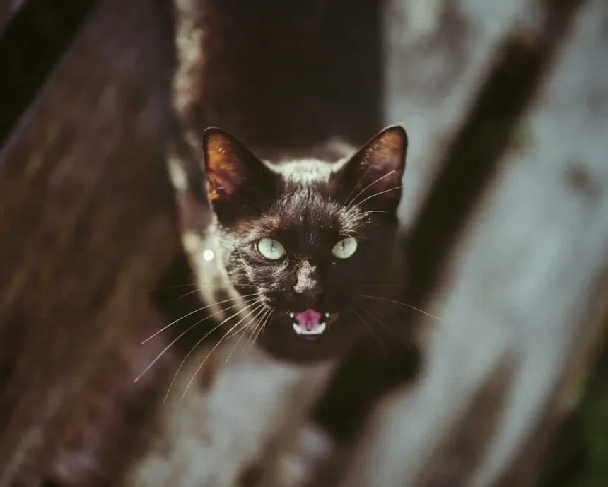 Why Is My Cat Suddenly Aggressive?