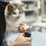 Cat Nail Trimming