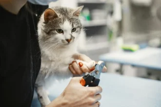 Cat Nail Trimming