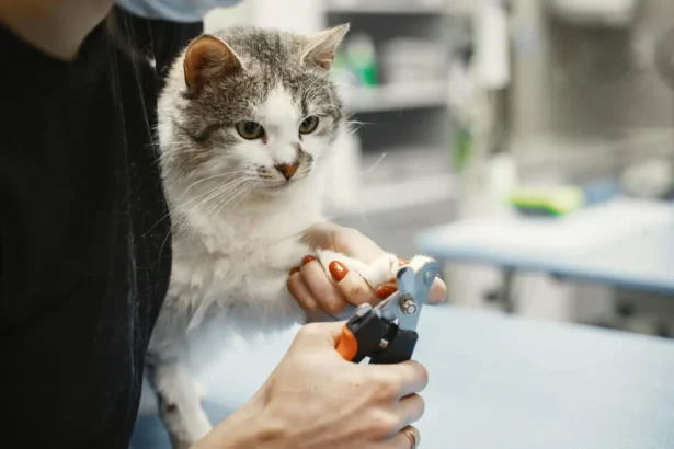 Cat Nail Trimming