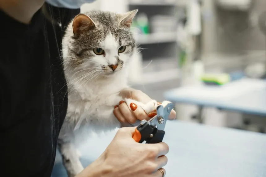 Cat Nail Trimming