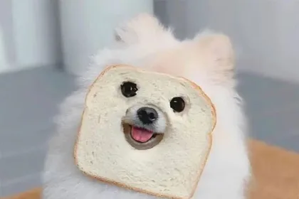 Can Dogs Eat Wheat Bread? A Comprehensive Guide to Dog Nutrition and Safe Treats