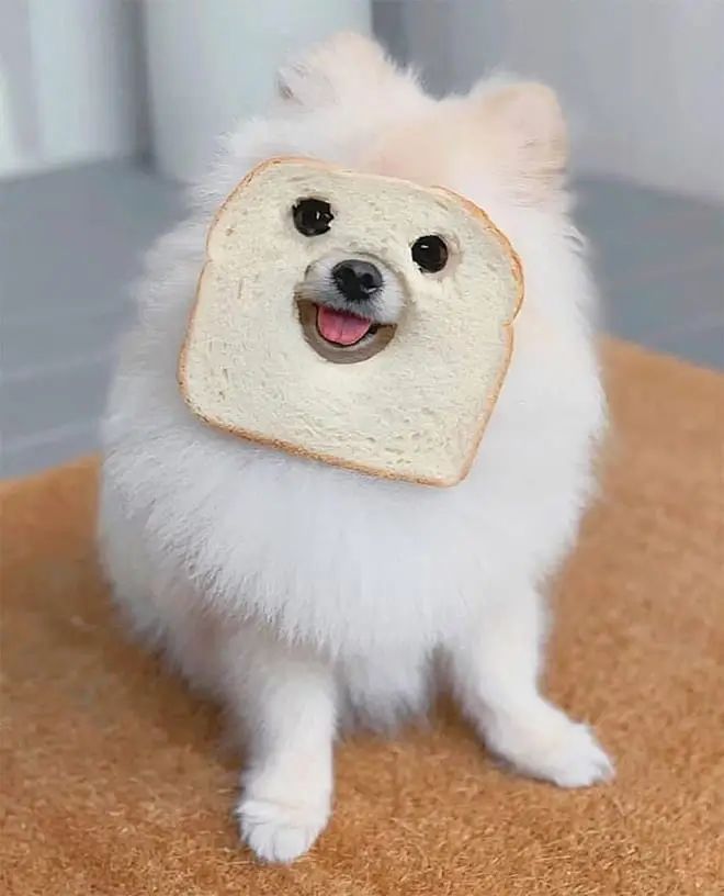 Can Dogs Eat Wheat Bread? A Comprehensive Guide to Dog Nutrition and Safe Treats