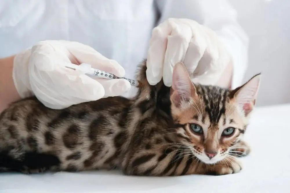 img 20250806 wa01357017676783237084878 FVRCP Vaccine for Cats: Guide to Protection, Cost & Side Effects