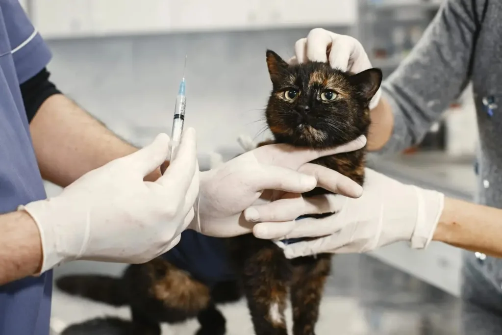 Feline Leukemia (FeLV) Vaccine Guide