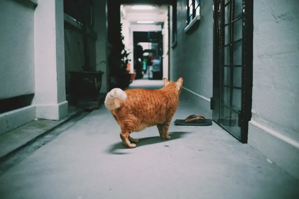 img 20250915 wa00027421686109391401358 How to know if a cat is pregnant