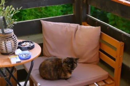 How to Know If a Cat Is Pregnant