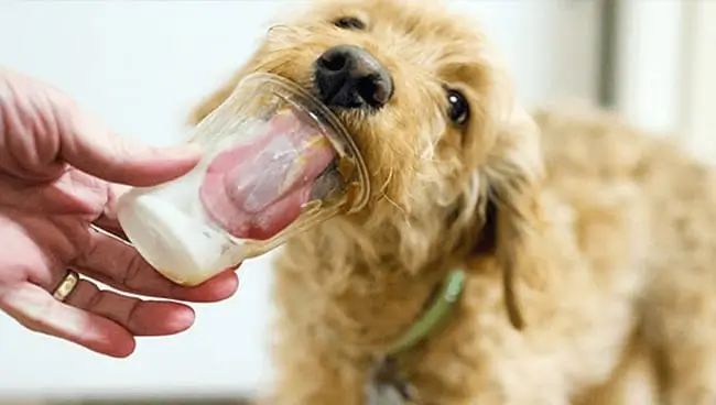 img 20250916 wa00086864446840560727665 Can Dogs Eat Strawberry Yogurt?