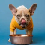 Can Dogs Eat Greek Yogurt? Benefits, Risks, and Expert Guidance
