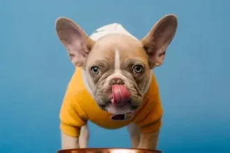 Can Dogs Eat Greek Yogurt? Benefits, Risks, and Expert Guidance