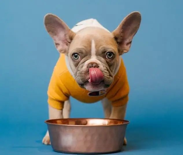 Can Dogs Eat Greek Yogurt? Benefits, Risks, and Expert Guidance
