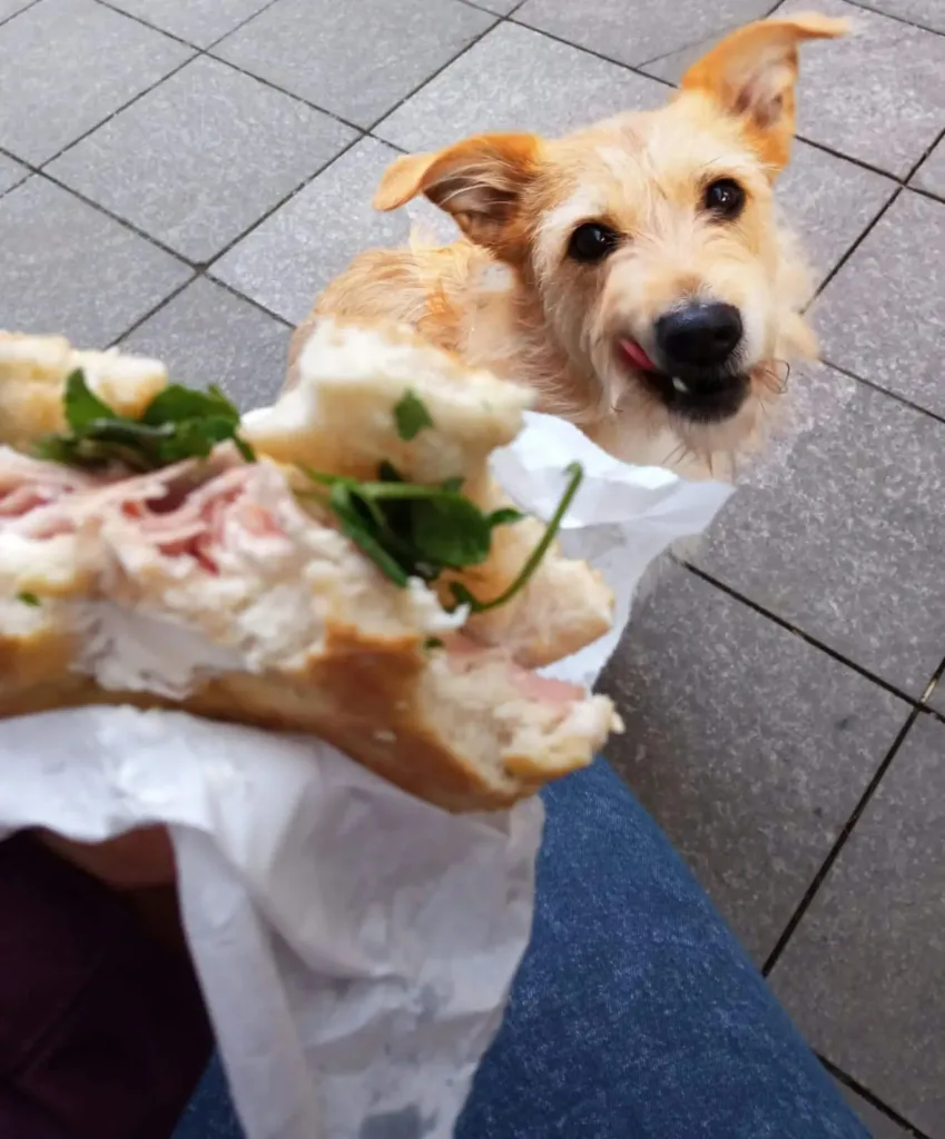 img 20250917 wa0013683136597406149021 Can Dogs Eat Wheat Bread?