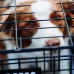 How to Stop Puppy Whining in Crate at Night