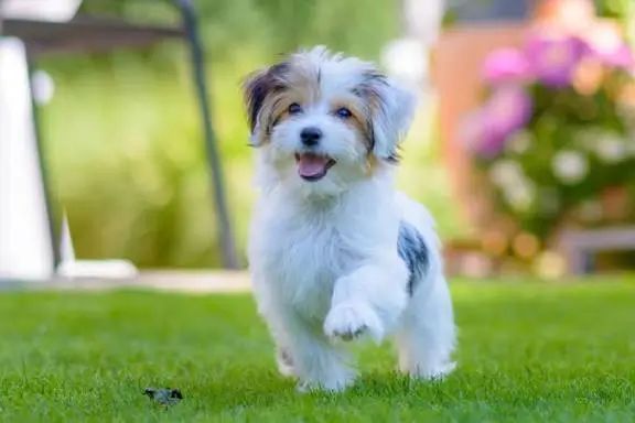 img 20250918 wa00094753379676378040339 Hypoallergenic Dogs