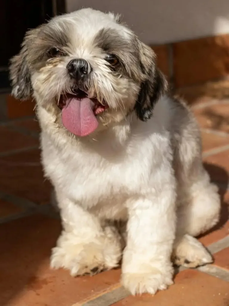 img 20250918 wa0013415073840162906863 Hypoallergenic Dogs