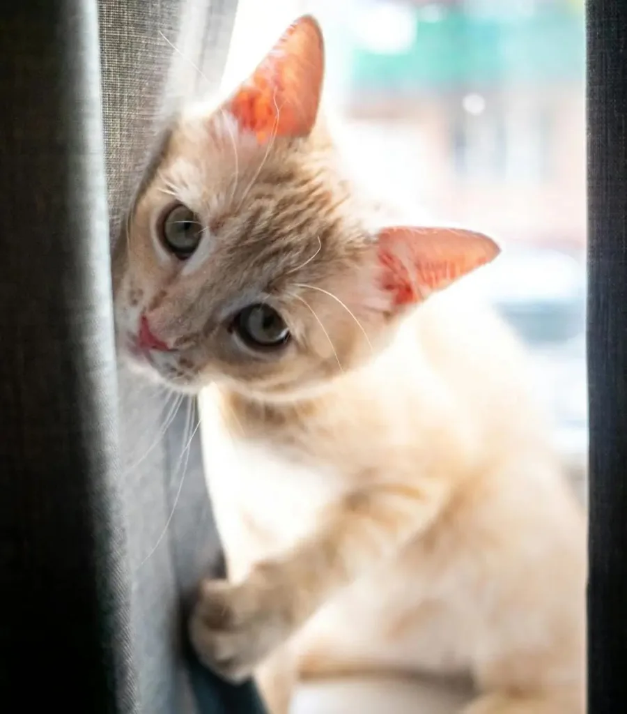img 20250918 wa00164336862410322561521 Can Cats Get Separation Anxiety?