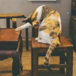 How to Keep Cats from Scratching Furniture