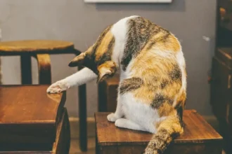 How to Keep Cats from Scratching Furniture