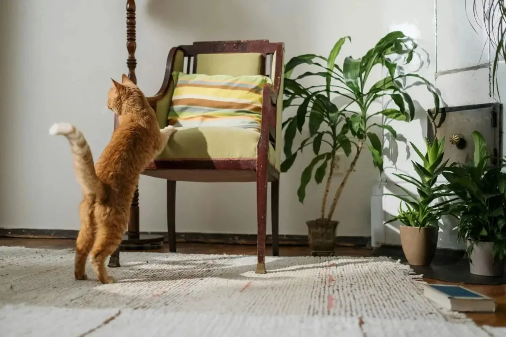 img 20250924 wa00058328132041376490977 How to Keep Cats from Scratching Furniture