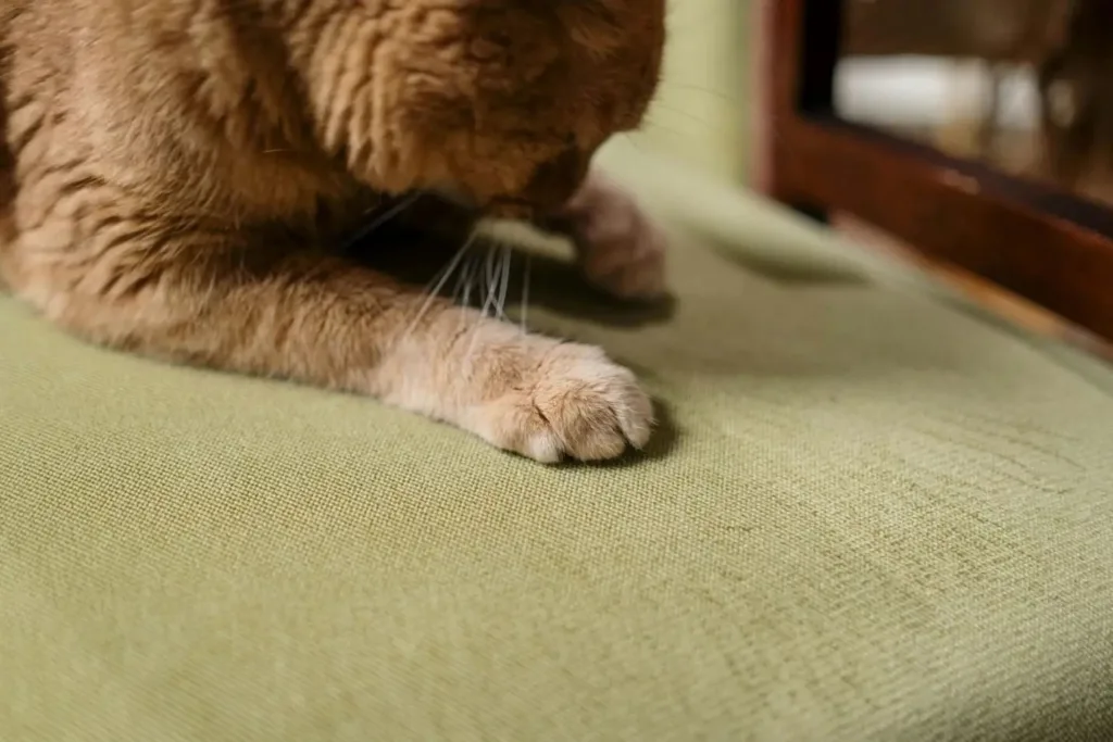 img 20250924 wa00064839286180345021367 How to Keep Cats from Scratching Furniture