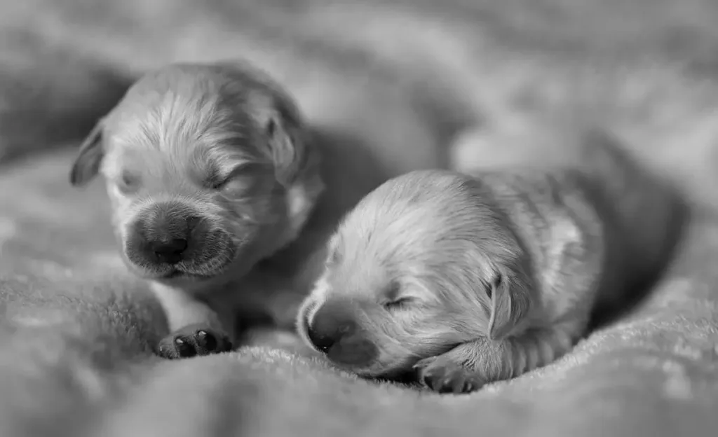 When Do Puppies Open Their Eyes