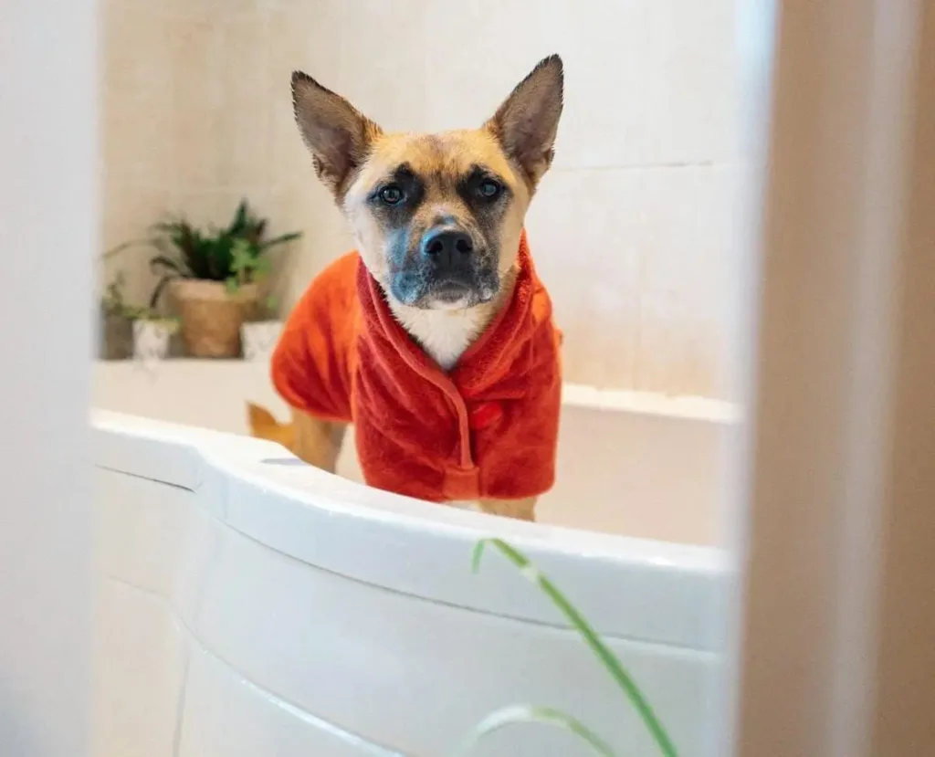 img 20250926 wa0012691621624092164255 How to Remove Skunk Smell from Your Dog Fast