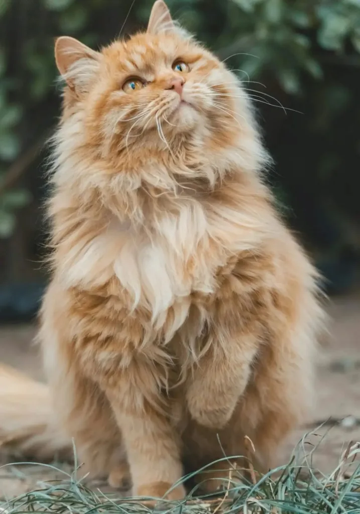 img 20250927 wa00025875735835784626856 Cat Hairball Remedy: Causes, Symptoms & Prevention