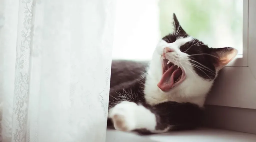 img 20250927 wa00048739620720759903563 Why Do Cats Make Noises at All