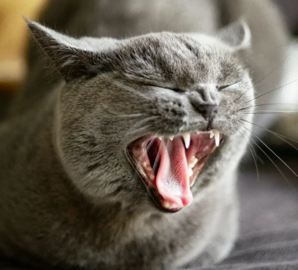 img 20250927 wa0006352429826092174809 Why Do Cats Make Noises at All
