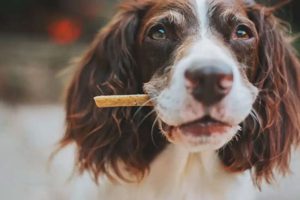 img 20250930 wa00166169238750459200372 Can Dogs Eat French Fries