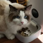 What Is the Best Dry Cat Food?