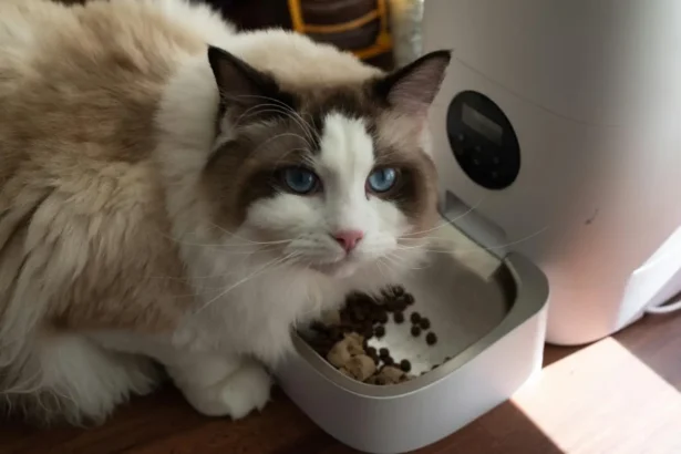What Is the Best Dry Cat Food?