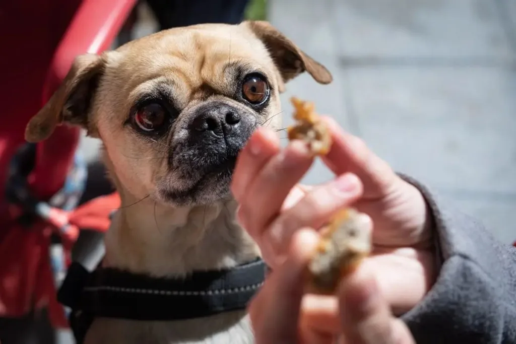 Can Dogs Eat Chicken Nuggets or Not