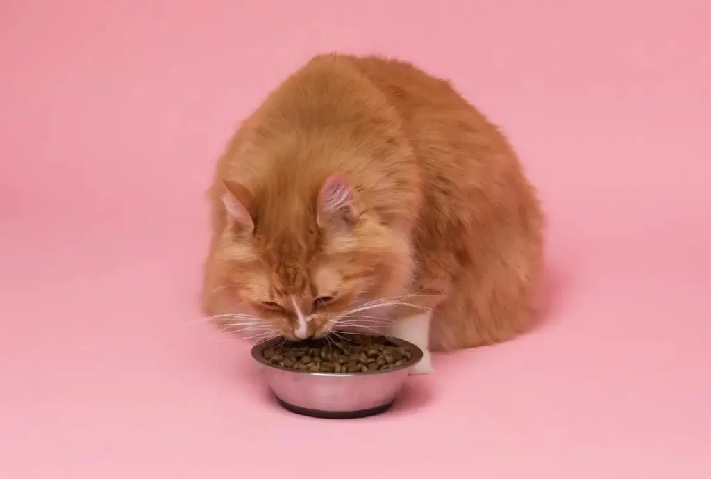 img 20251011 wa00001891299584602955063 Can My Cat Eat Dog Food?