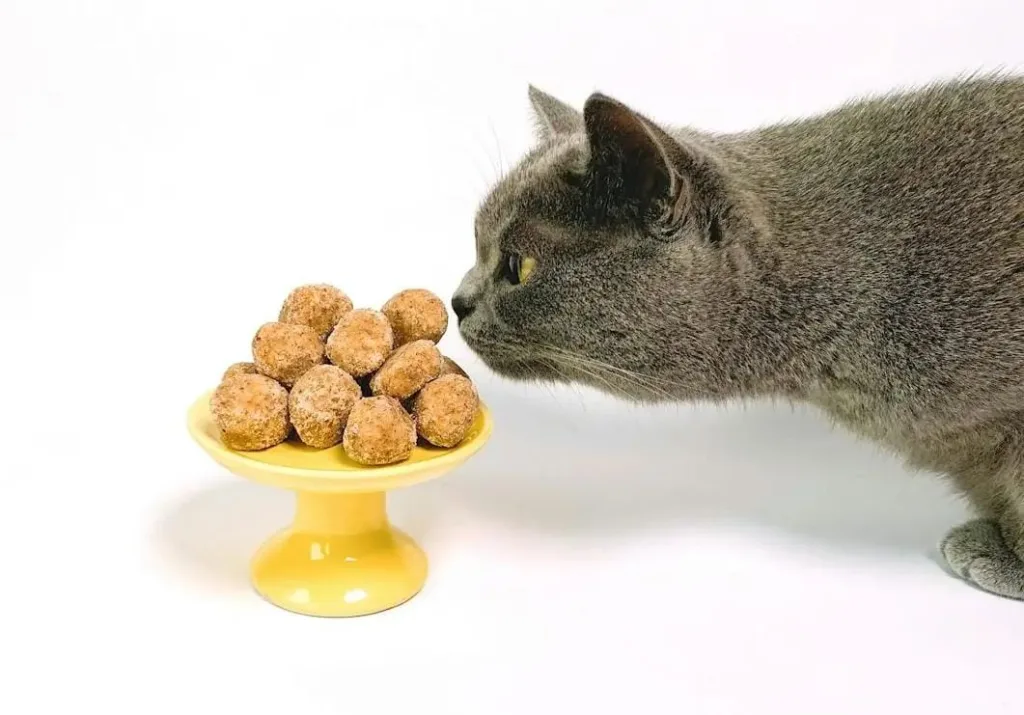 img 20251011 wa00015617541605169072958 Can My Cat Eat Dog Food?