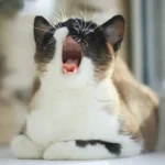 Cat Coughing