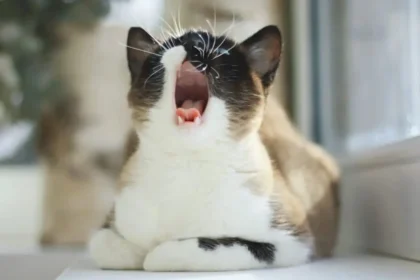 Cat Coughing