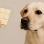 Can Dogs Eat White Chocolate?