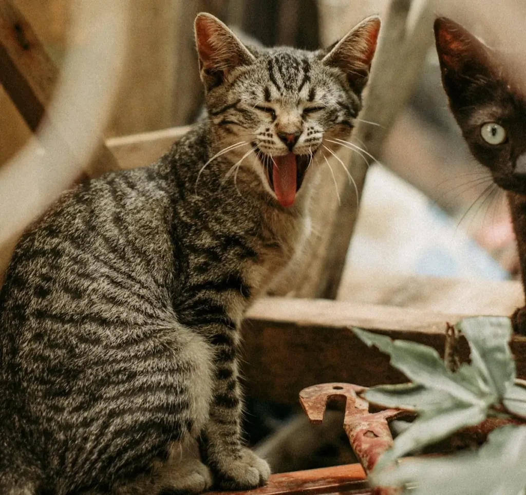 Can cats get constipation