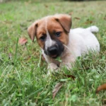 Why Do Dogs Eat Grass