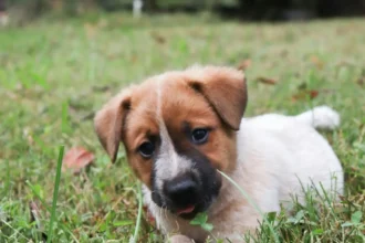 Why Do Dogs Eat Grass