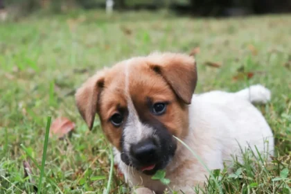 Why Do Dogs Eat Grass
