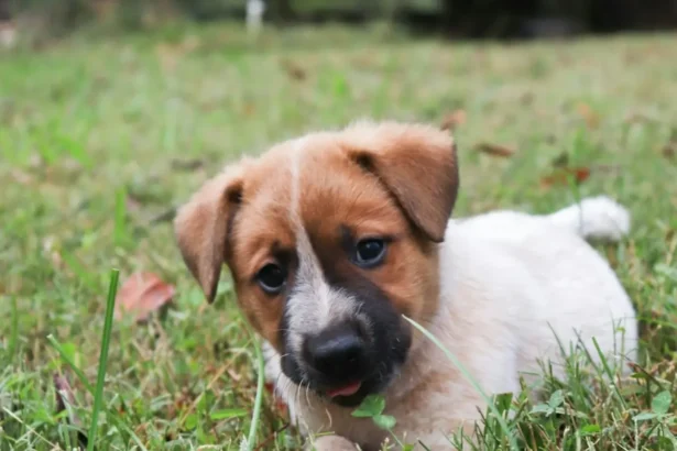 Why Do Dogs Eat Grass