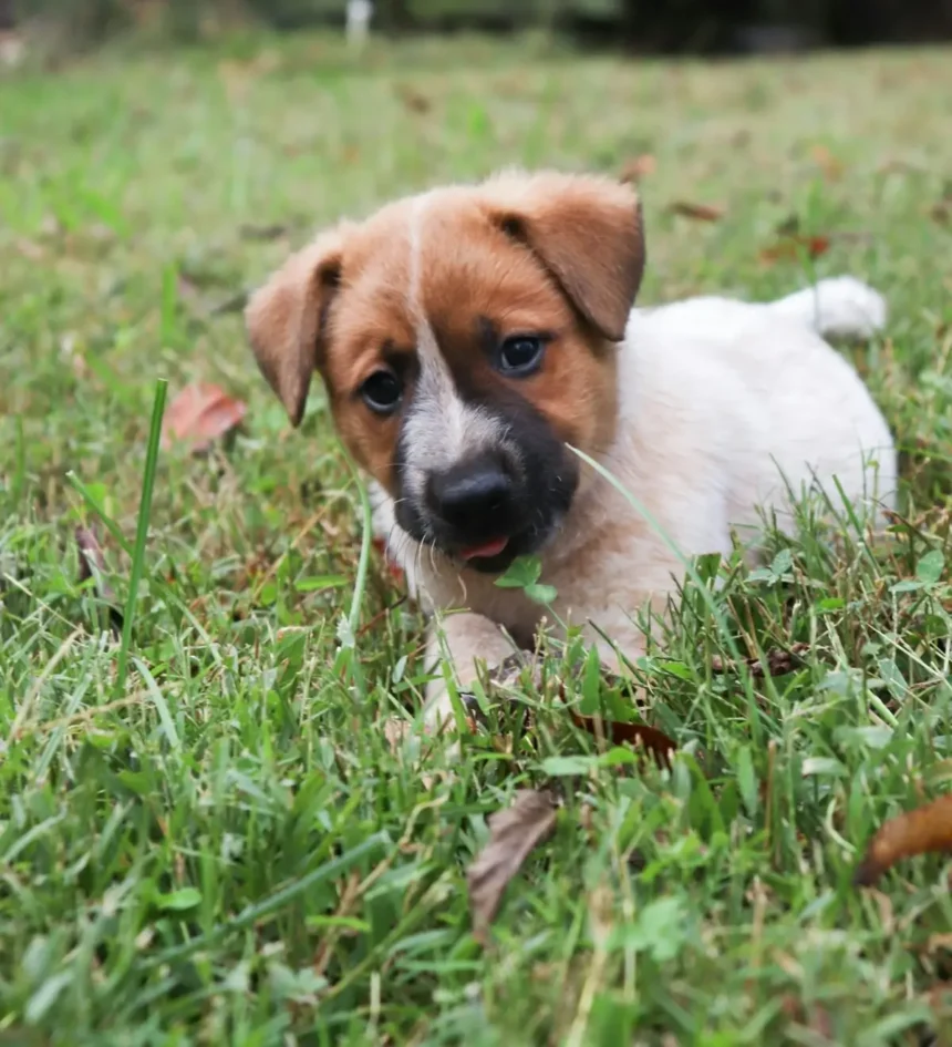 Why Do Dogs Eat Grass