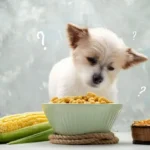 Can Dogs Eat Corn