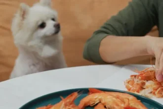 Can Dogs Eat Shrimp