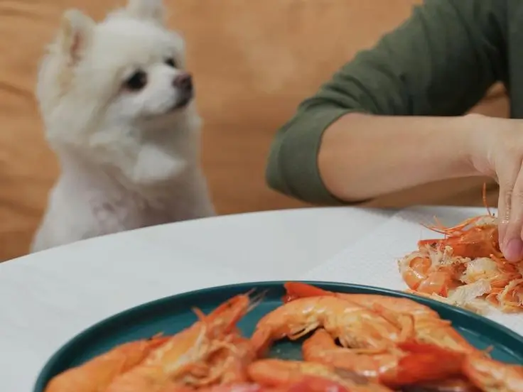 Can Dogs Eat Shrimp