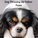 Dog Throwing Up Yellow Bile
